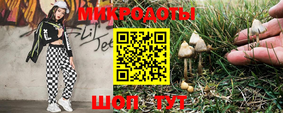 Псилоцибиновые грибы Psilocybe Юрга